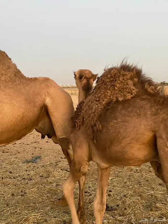 حاشي لباني على حليب امه 3