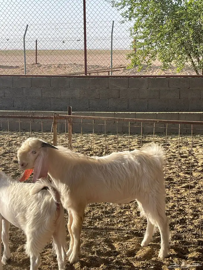 للبيع مشاريع فحول ماعز أبيض مطوره 3