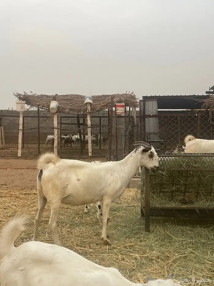ماعز بيشي 2