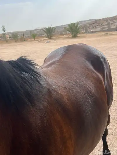 حصان شعبي 3