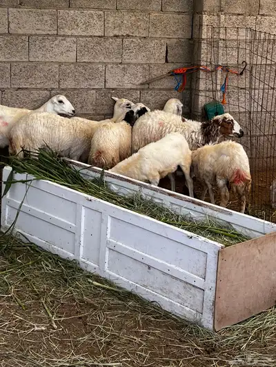 تم البيع 3