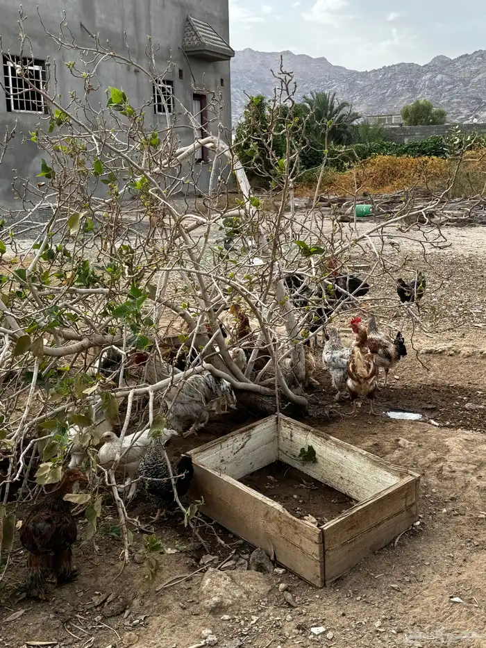 دجاج للبيع جملة 5