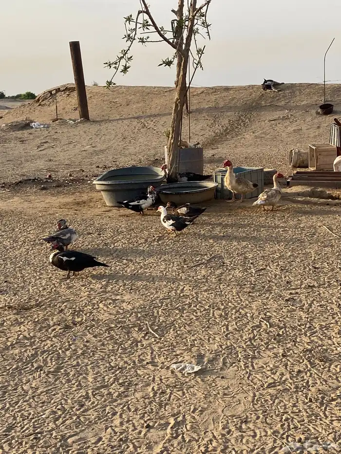 القنفدة القوز 0
