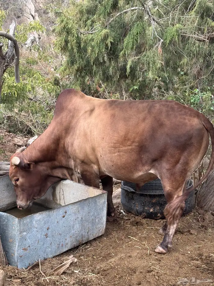 ثور فحل للبيع بلدي السنه رباع 0