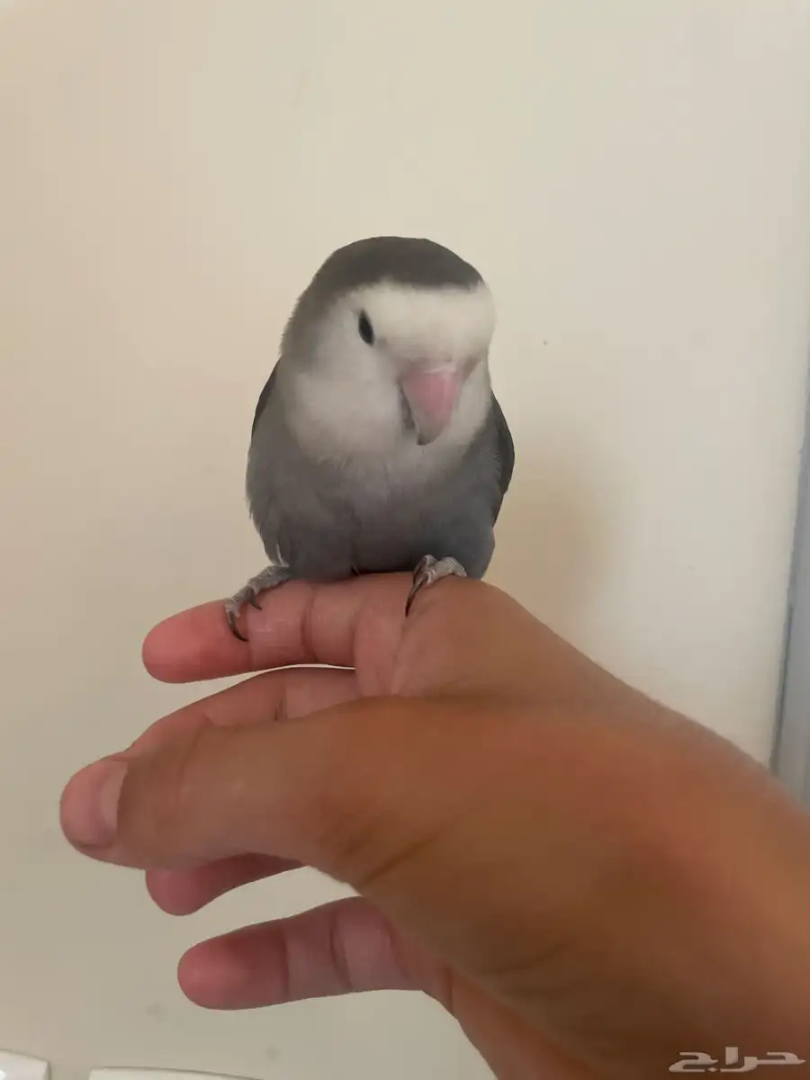 ببغاء 1