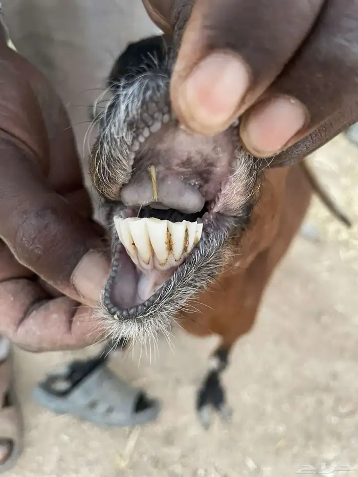 عنز تحتها جفره هجين بورقوت 0