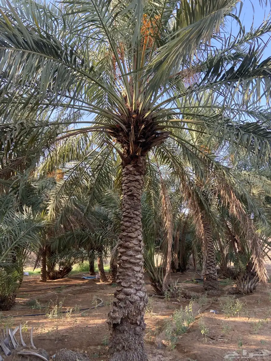 نخل للبيع 4