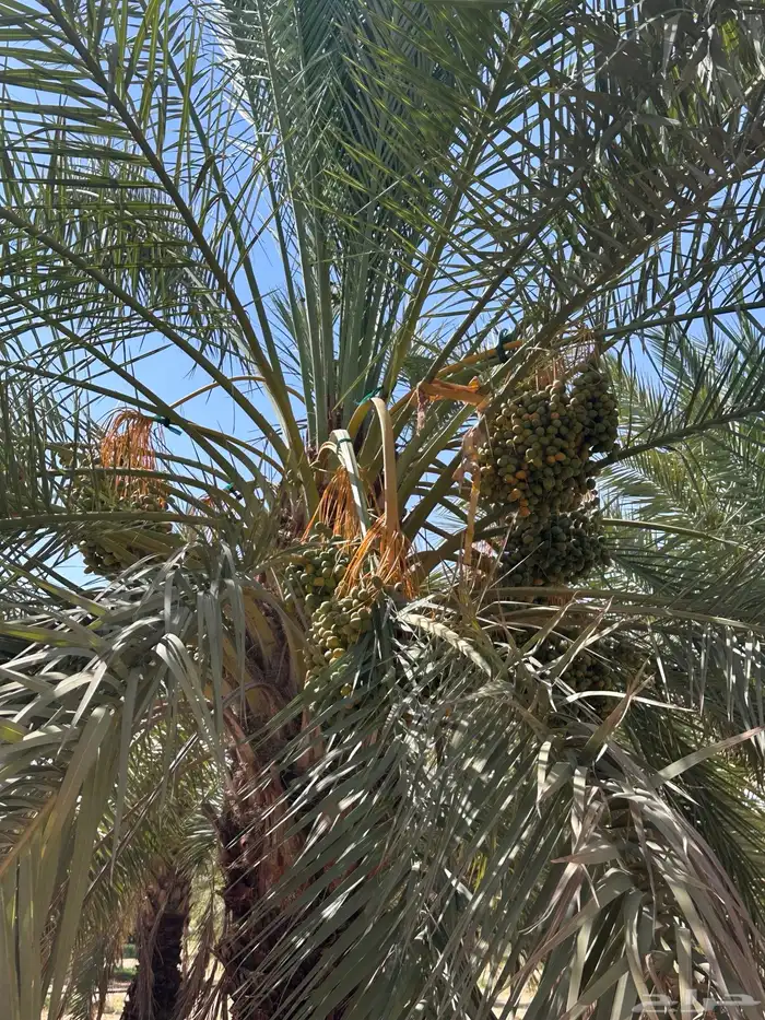 مزرعة محصول تمر 4