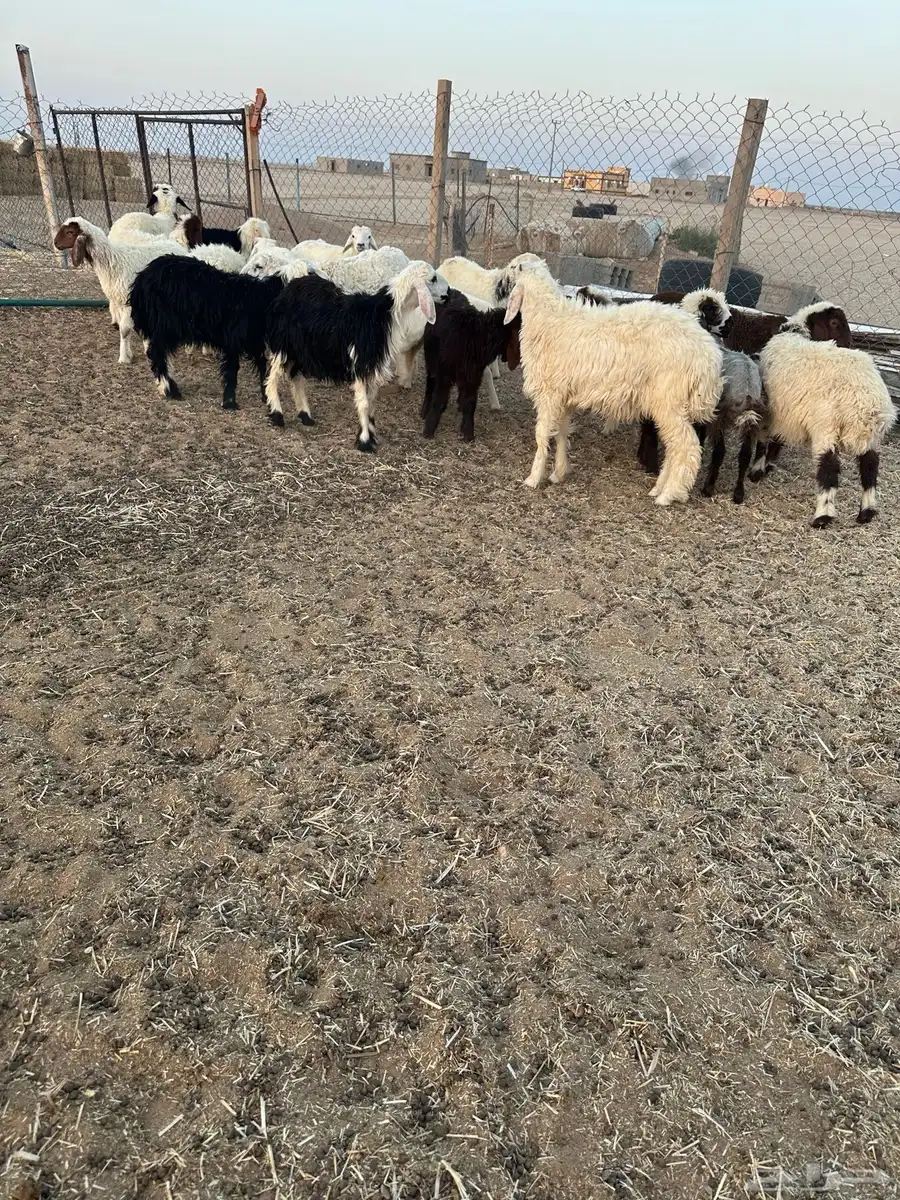 طليان نجد وحري ونعيم 2