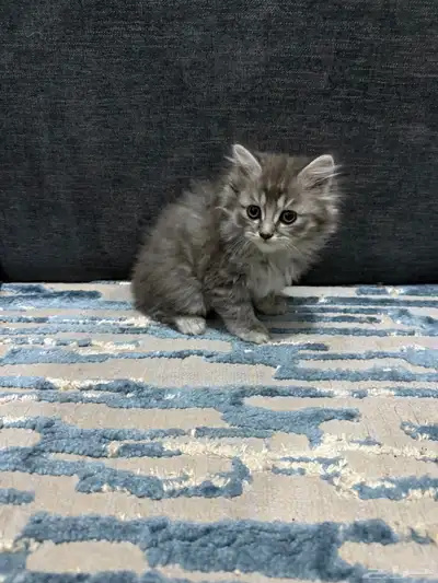 قطط شيرازي للبيع 1
