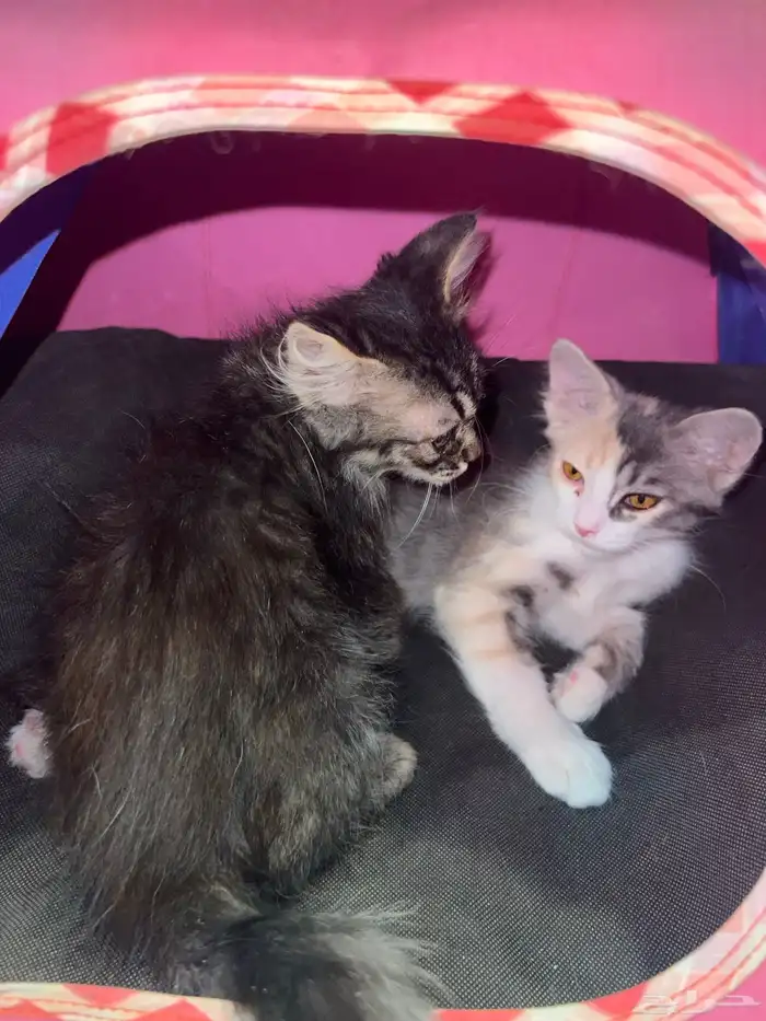 قطط للتبني النوع أمريكي العمر شهرين 0