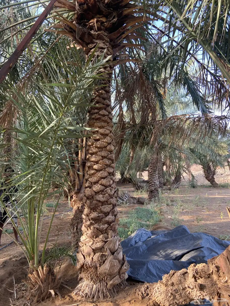 نخل للبيع 3
