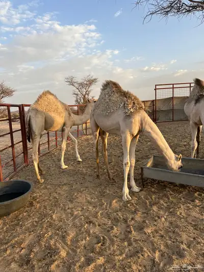 ابكار للبيع لبانيه 6