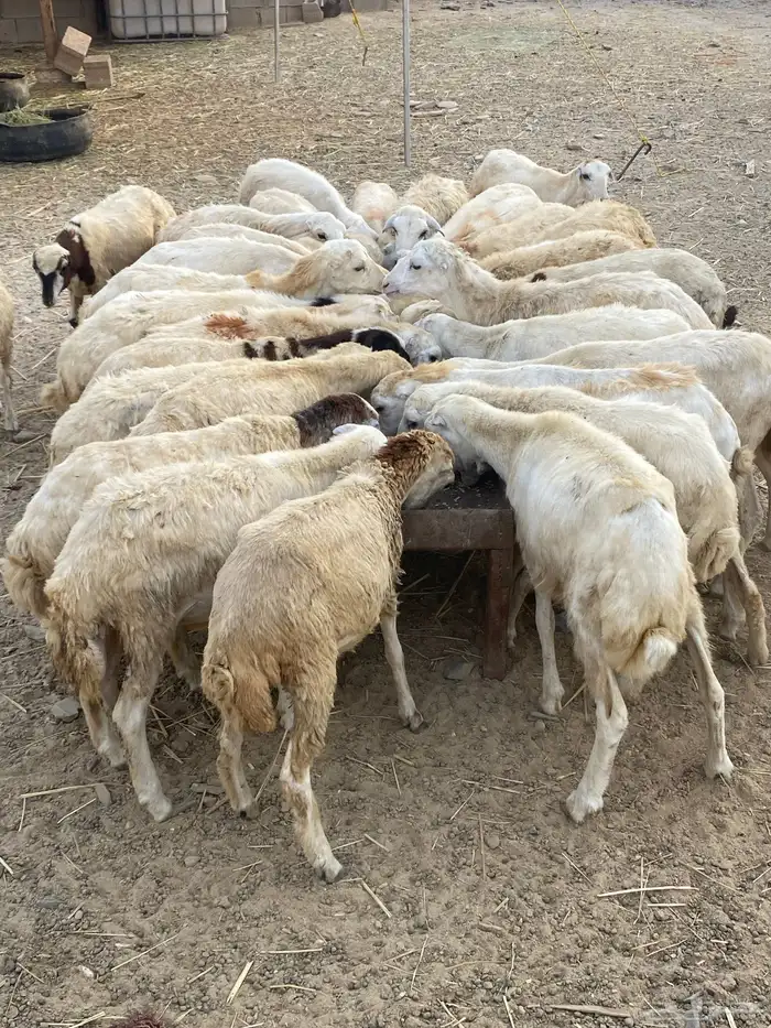 رخال رفيدية تربية (تم البيع) 0
