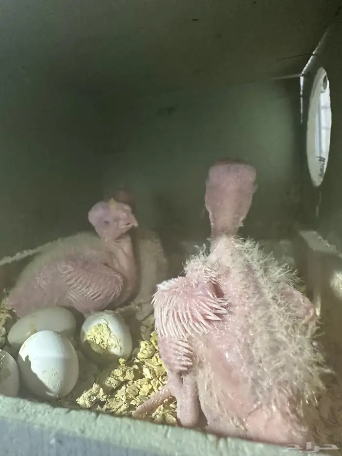 سلام عليكم للبيع فروخ لاتينو العدد3 0