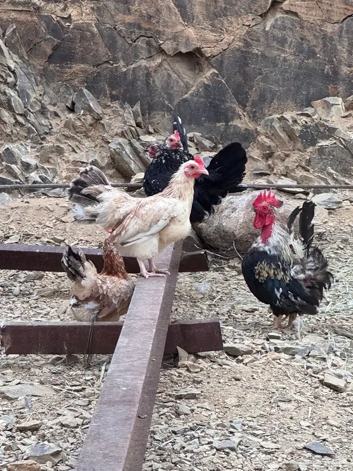 للبيع دجاج عربي وبط ودجاج جبنيز وديك رومي 11