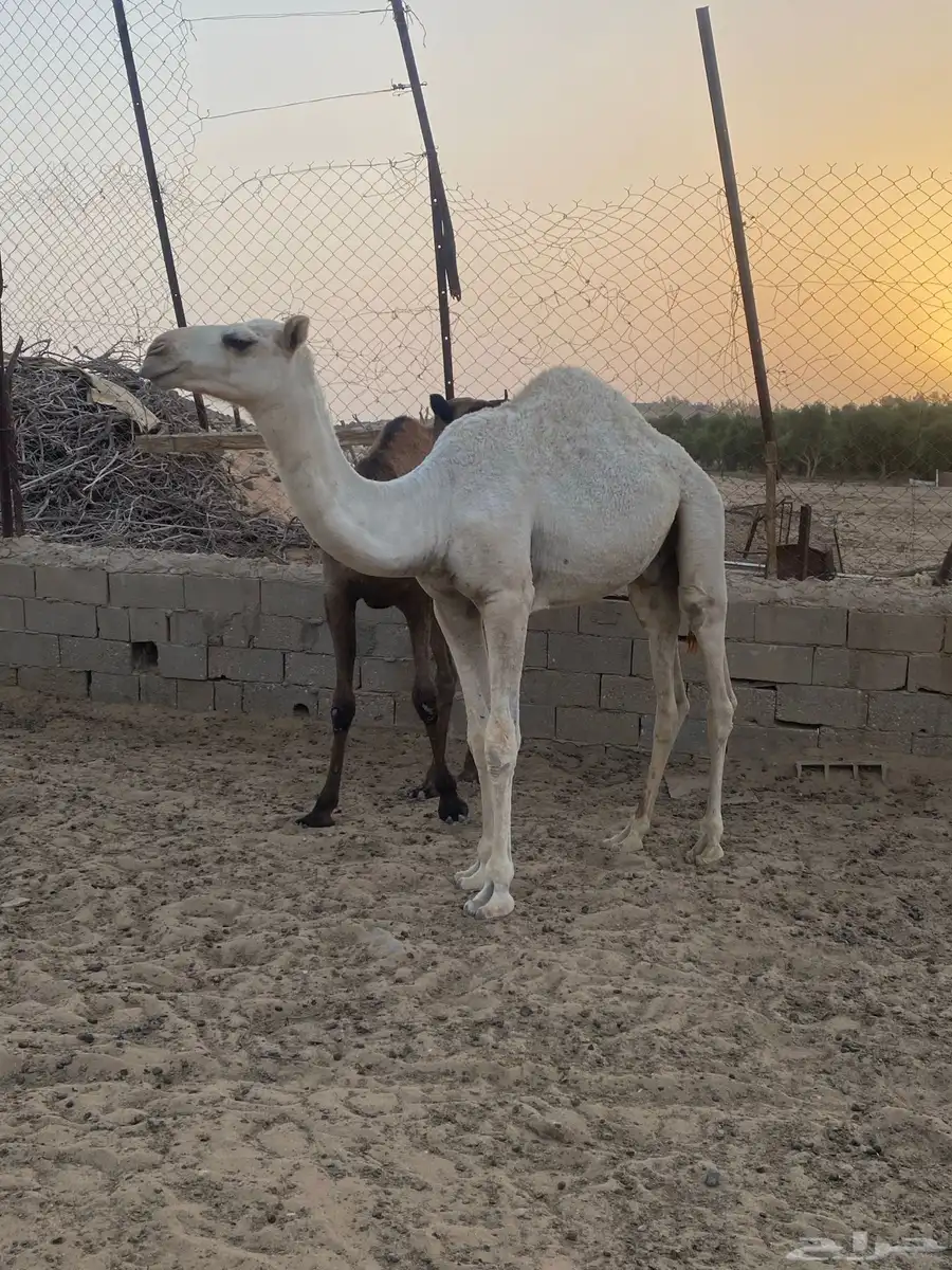 قعدان وضح للبيع فل الفل 3