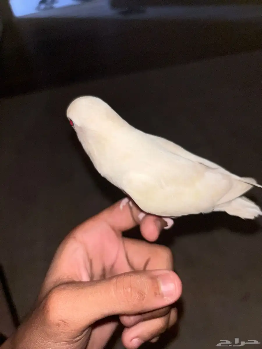 بغبغاء الروز البينو نادر و هدد دخالي 0