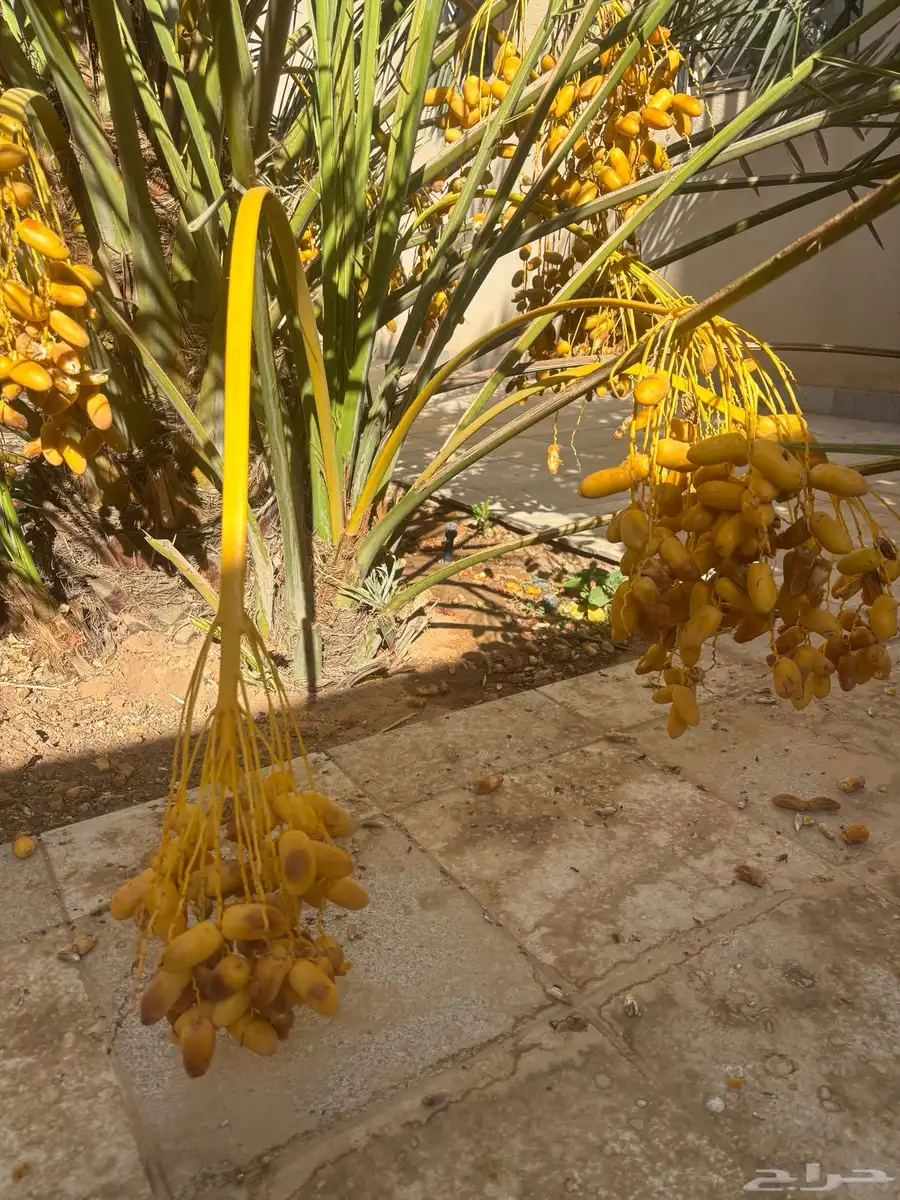 فرخ فسيله نخل شيرازيه 0