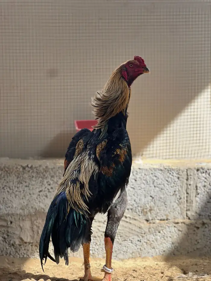 ديك شامو الماني 2