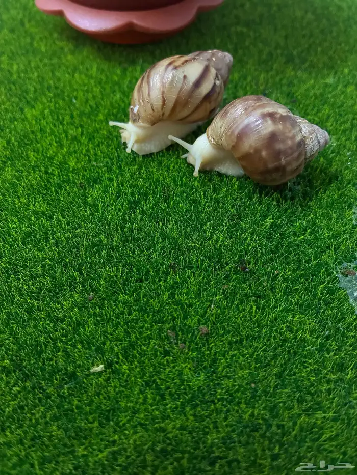 للبيع حلزونات عندنا كميات 3
