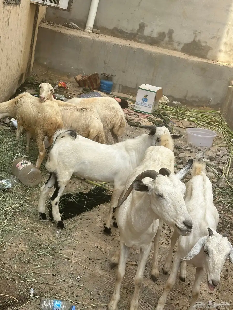 غنم 2 تيس 1 رخل 3 index
