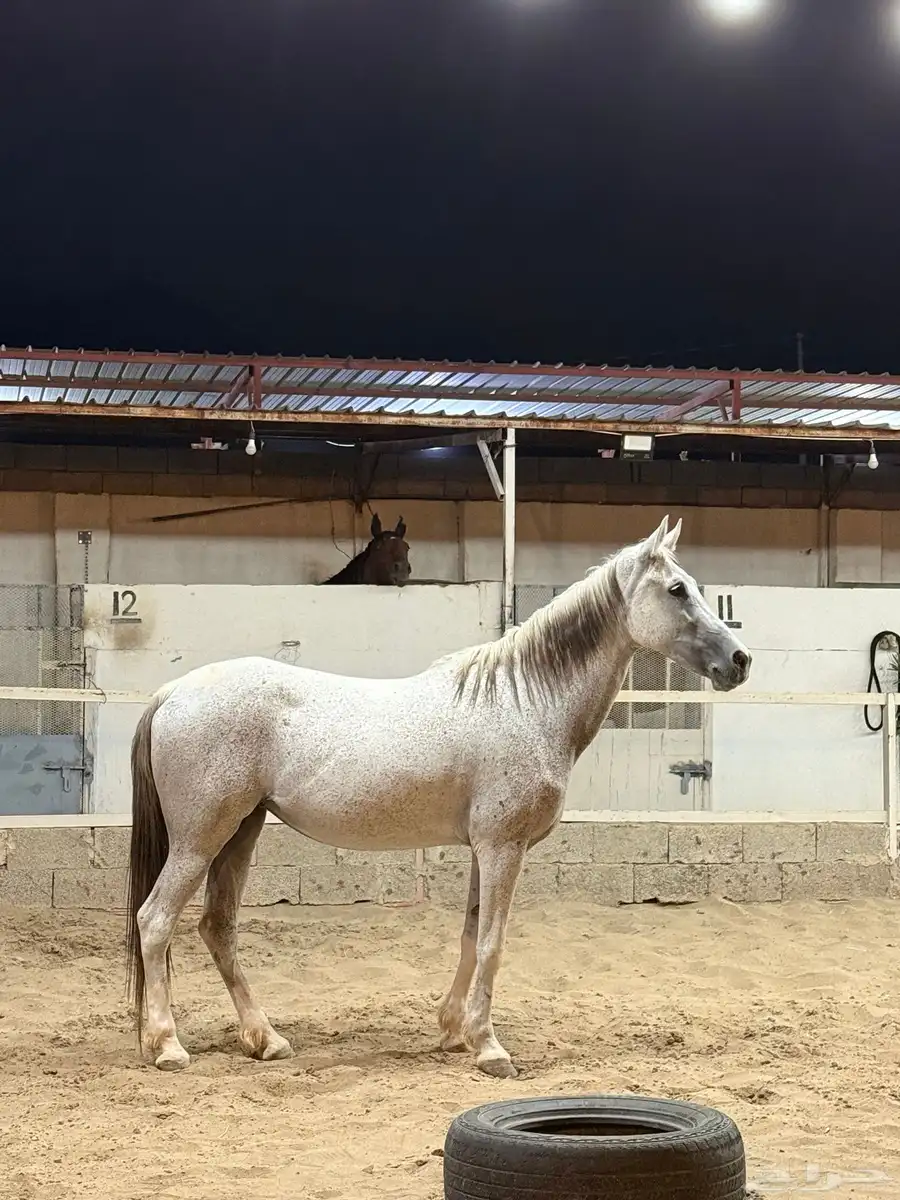 مواشي خيل index