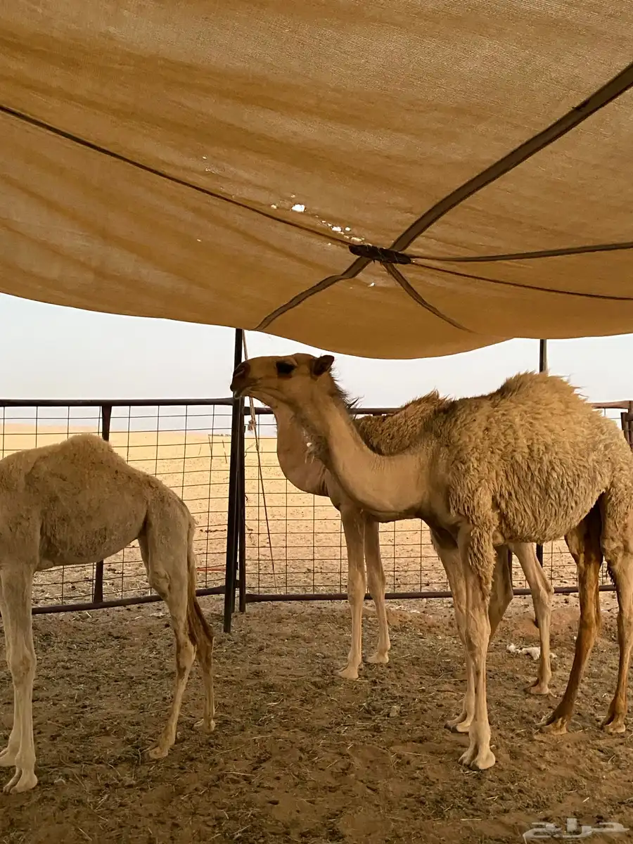 للبيع البكره الكفو العمر من 6 شهور الا 7 شهور 1