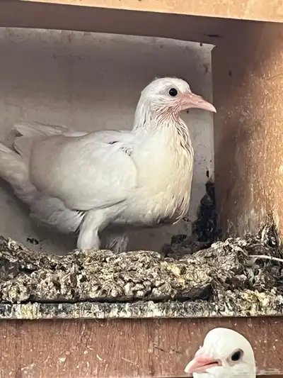 بط و زغاليل للبيع 0