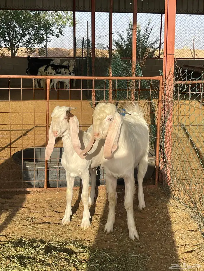 للبيع مشاريع فحول ماعز أبيض مطوره 7