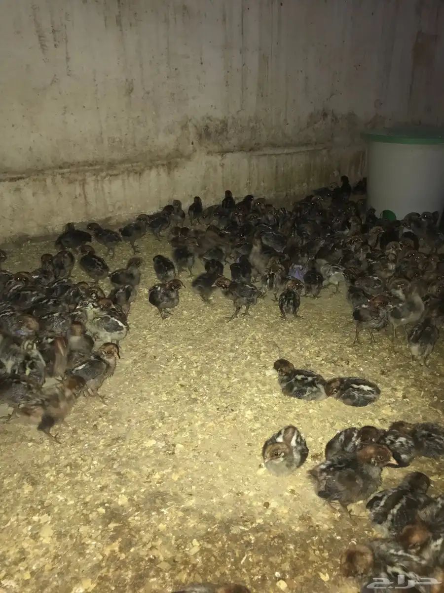 صوص فيومي جامبو 0