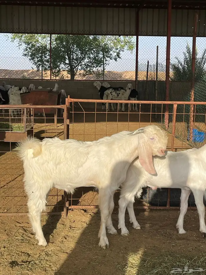 للبيع مشاريع فحول ماعز أبيض مطوره 0