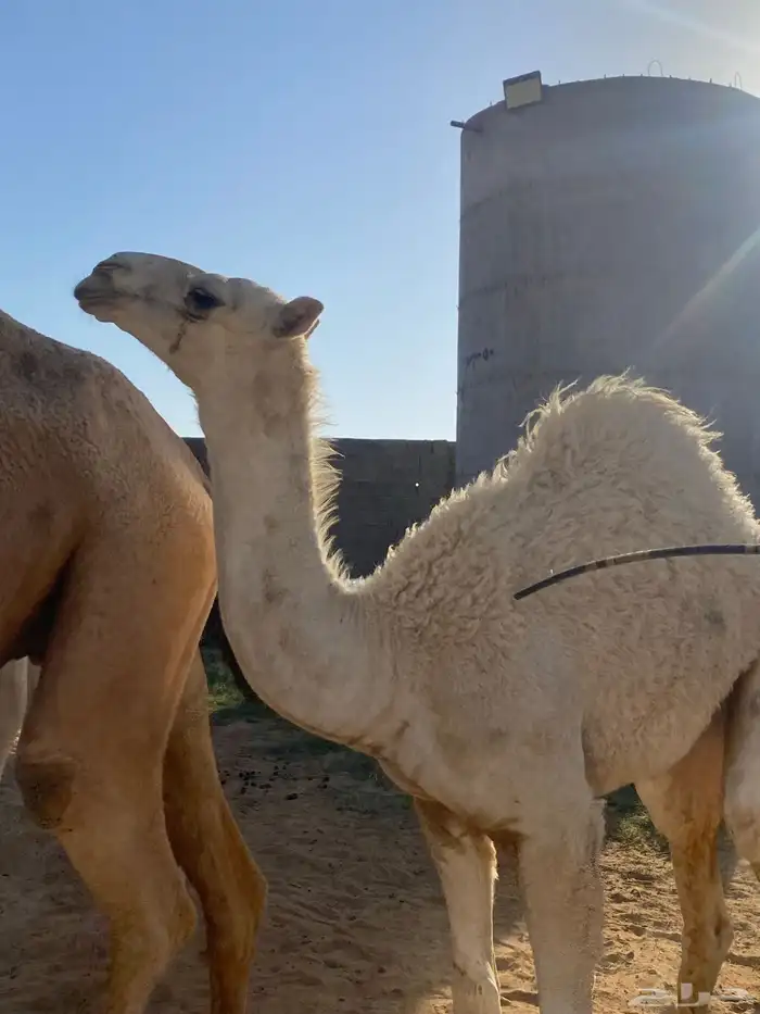 للبيع 5
