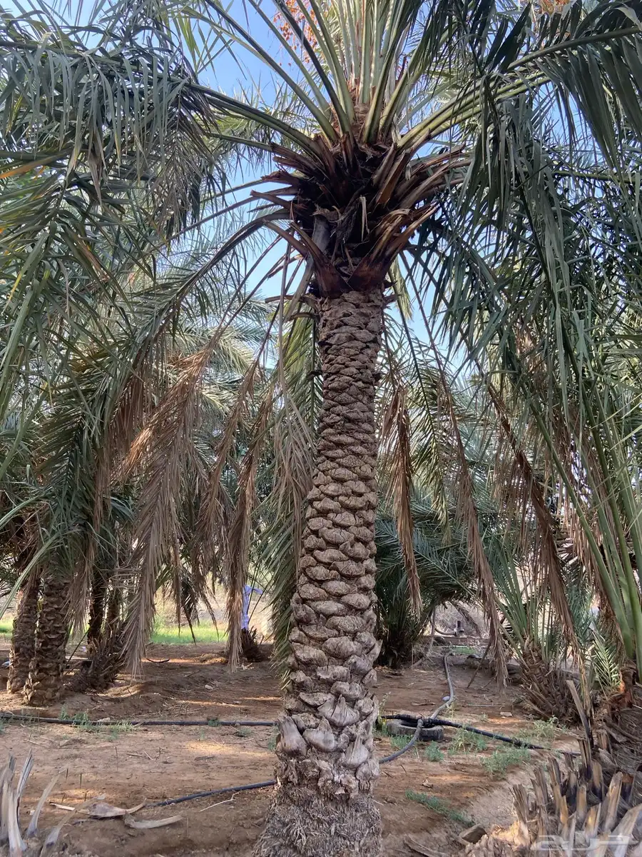 نخل للبيع 0
