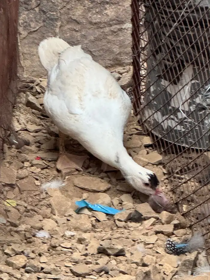 للبيع دجاج عربي وبط ودجاج جبنيز وديك رومي 3