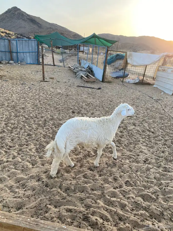 طليان ورخال ثلاجه وزواجات ومناسبات 12