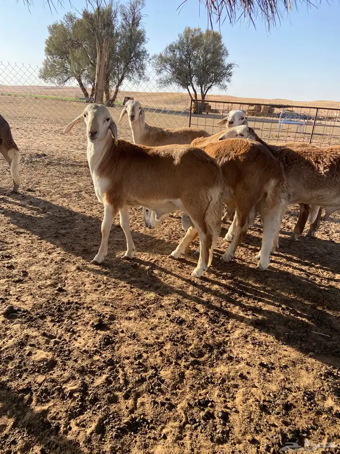 ذبائح سواكن مرابي 5