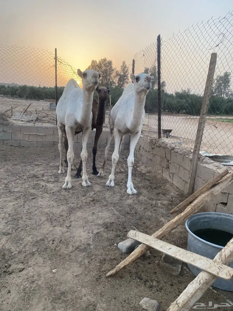 قعدان وضح للبيع فل الفل 1