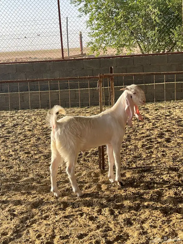 للبيع مشاريع فحول ماعز أبيض مطوره 6