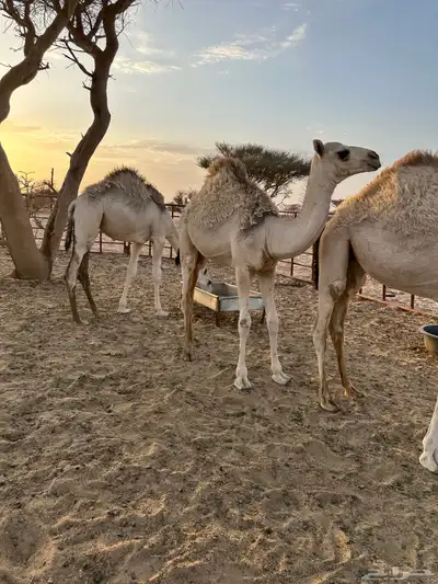 ابكار للبيع لبانيه 3