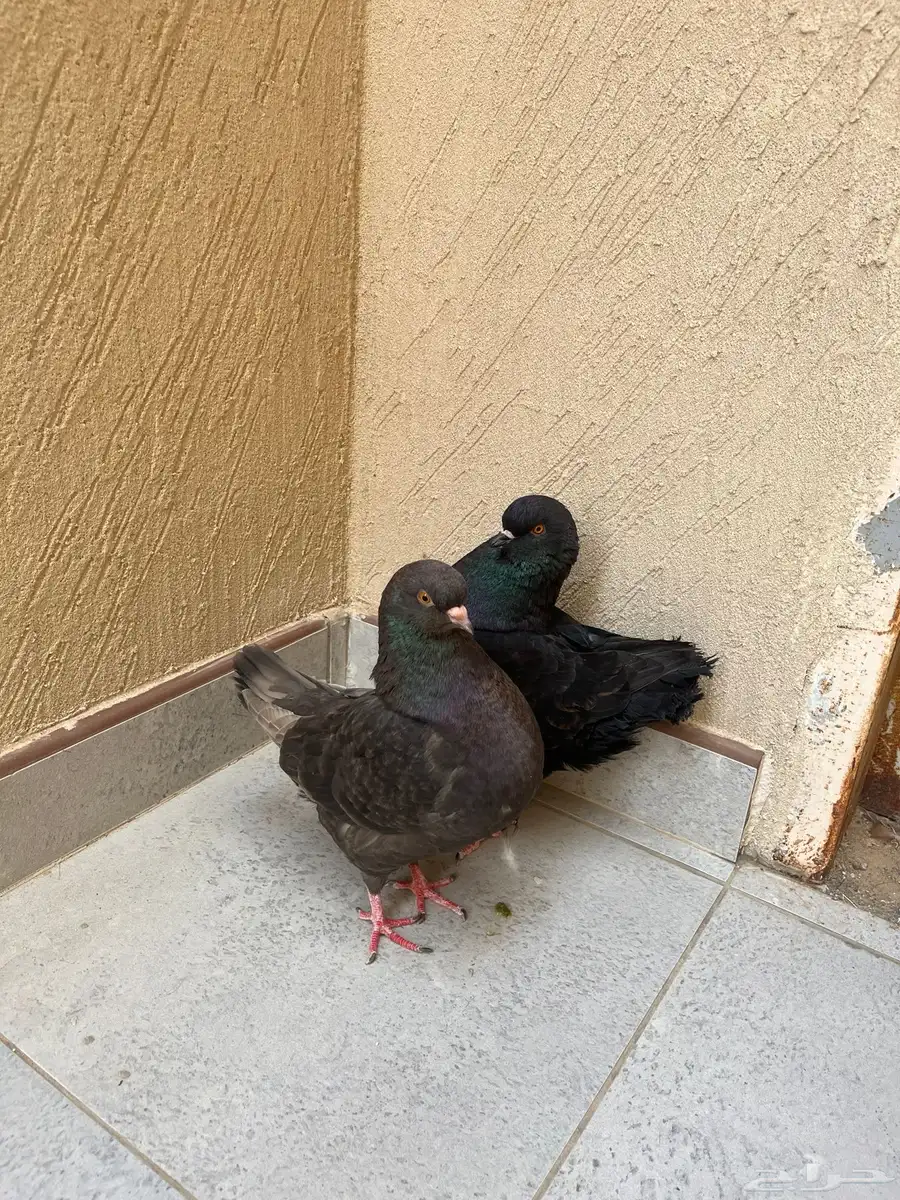 حمام كنق 0