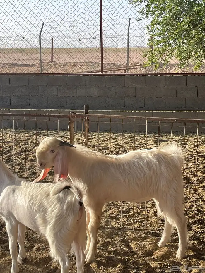 للبيع مشاريع فحول ماعز أبيض مطوره 2