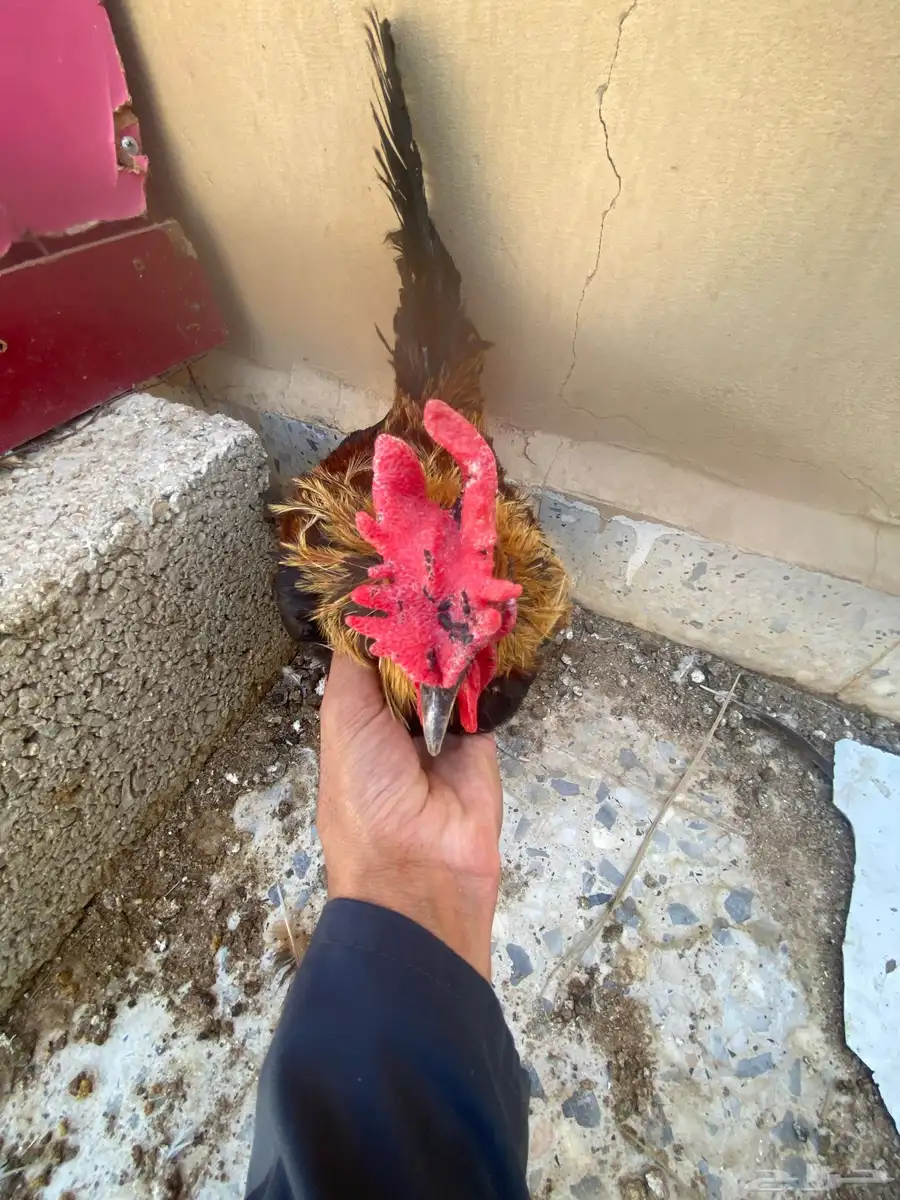 ديك افرق قزم وا زوج حمام زاجل 2
