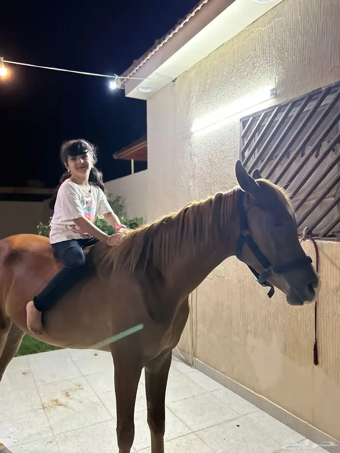 مهر فاخر 10