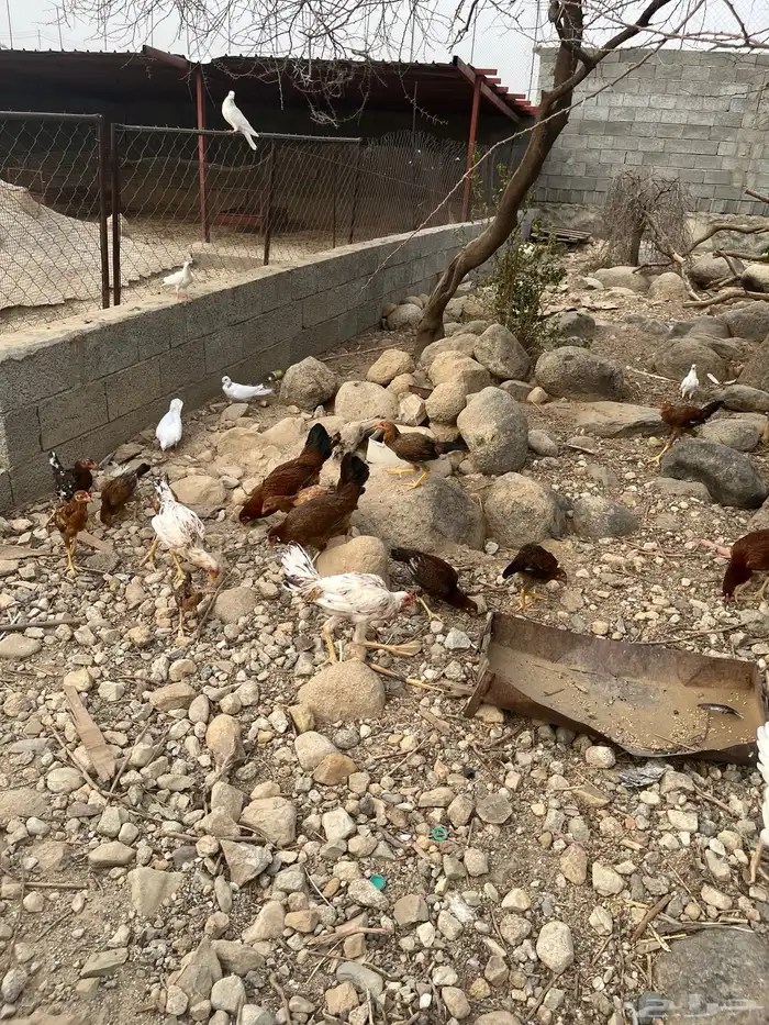 دجاج للبيع 1
