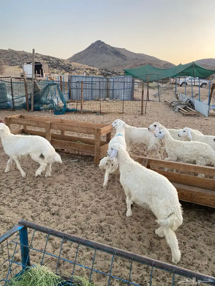طليان ورخال ثلاجه وزواجات ومناسبات 2