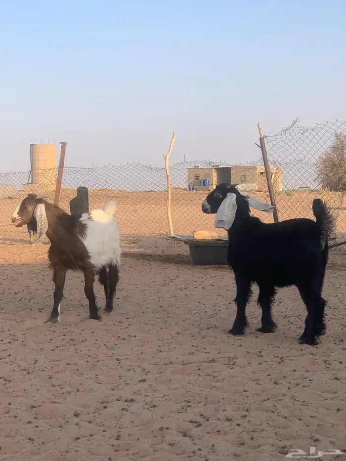 تيس ذبايح لباني 1