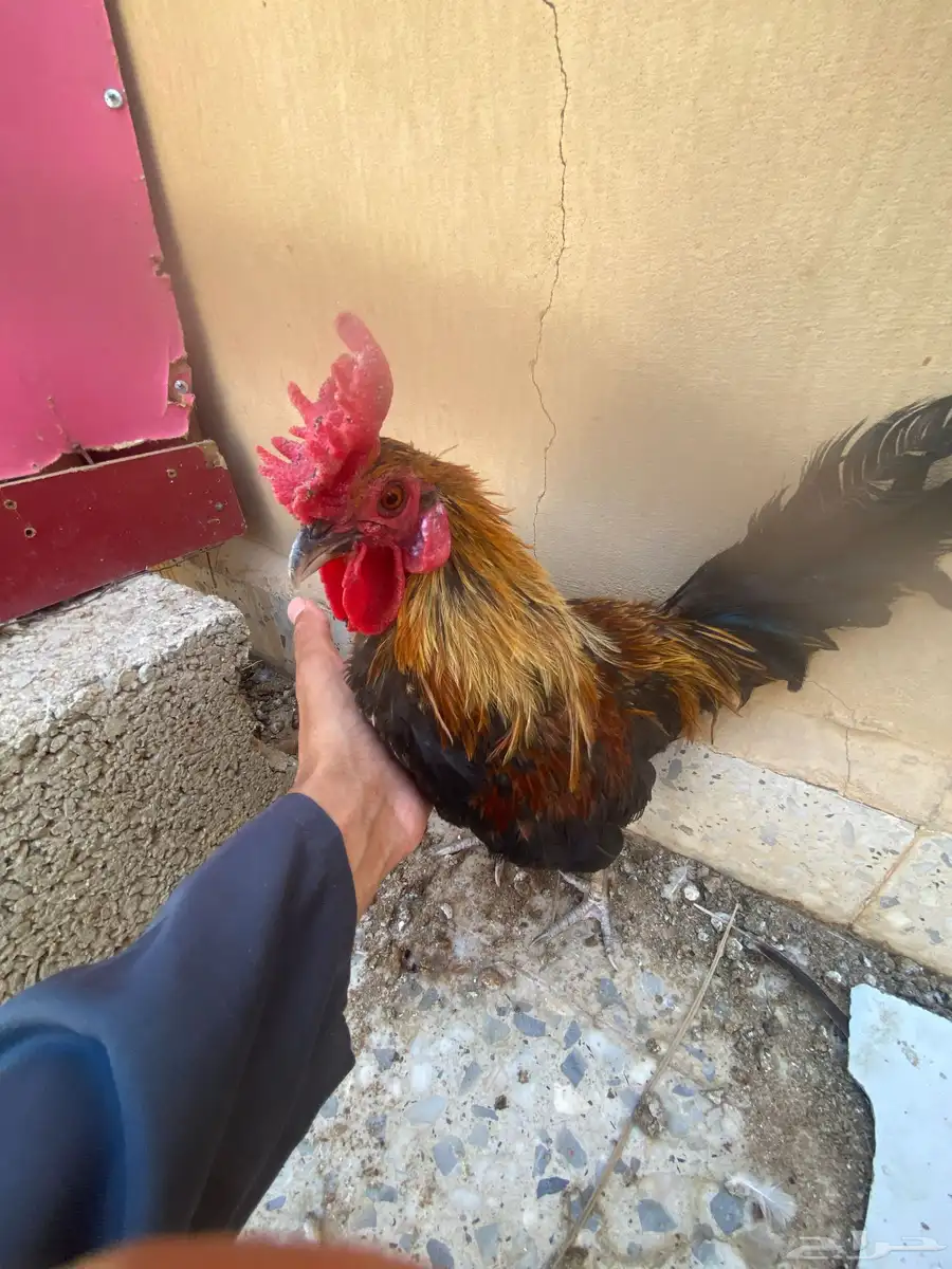 ديك افرق قزم وا زوج حمام زاجل 3