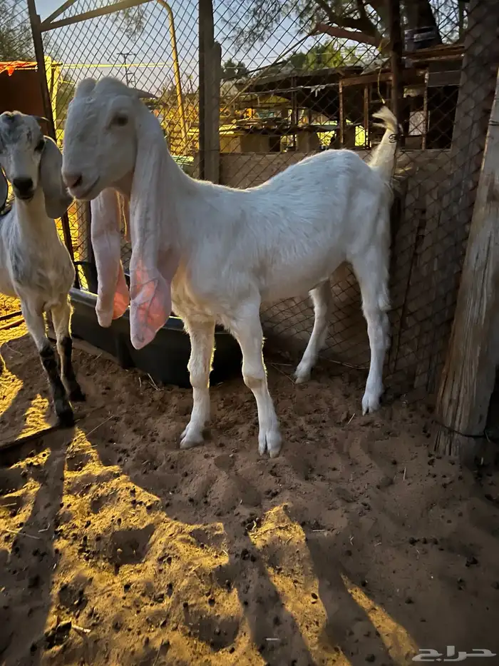جفار مطورات 0