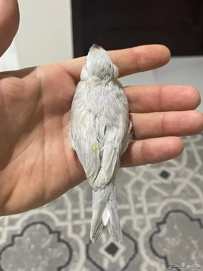 جاوا اليف وهدد 13